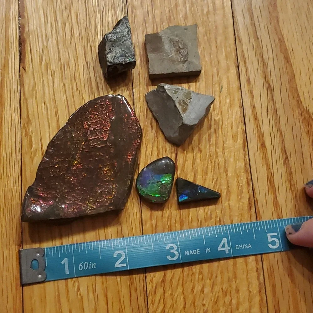 Ammolite fossil lot - Picture 2 of 12